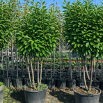 Vavrínovec lekársky (Prunus Laurocerasus) ´NOVITA´ - výška 190-220 cm, kont. C90L (-22°C) VIACKMENNÝ